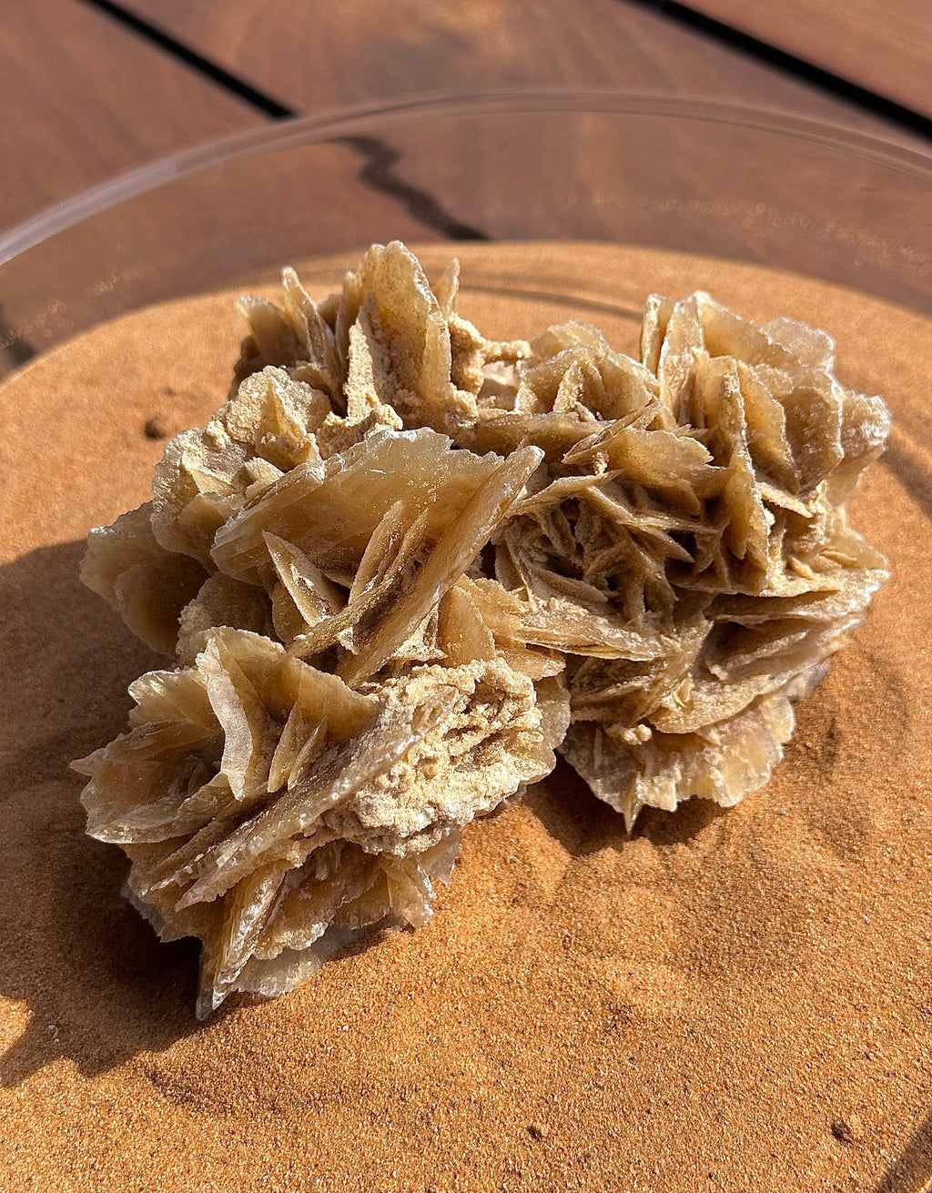 Rosa del Desierto