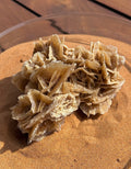Rosa del Desierto