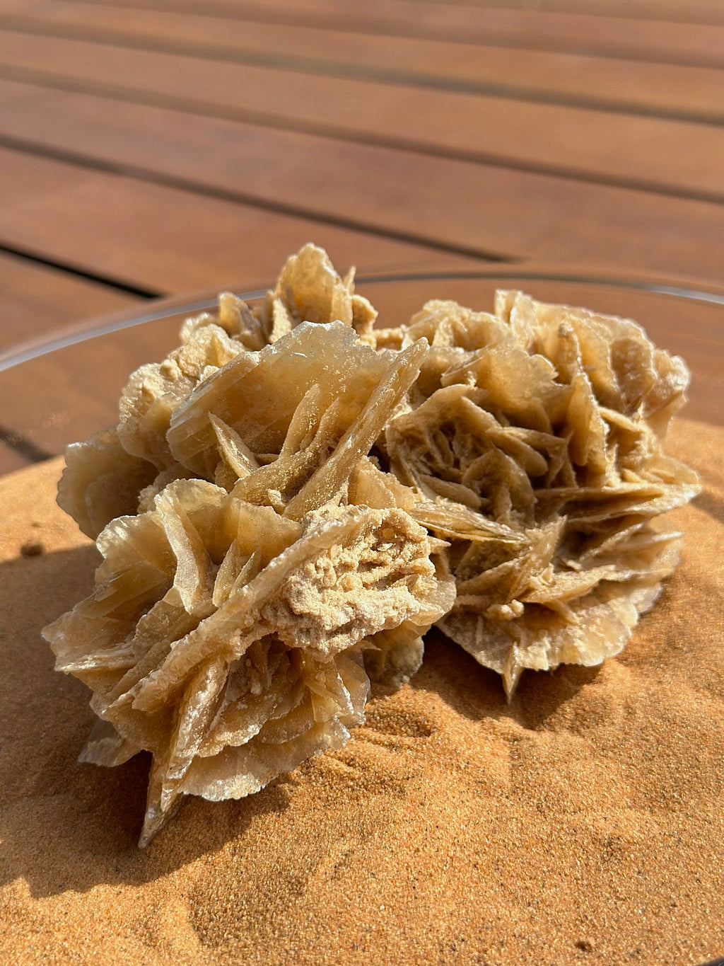 Rosa del Desierto